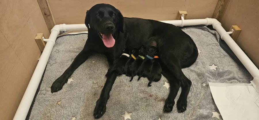 Champion FTCH lineage dark yellow sire and black dam puppies due in first week September 2025