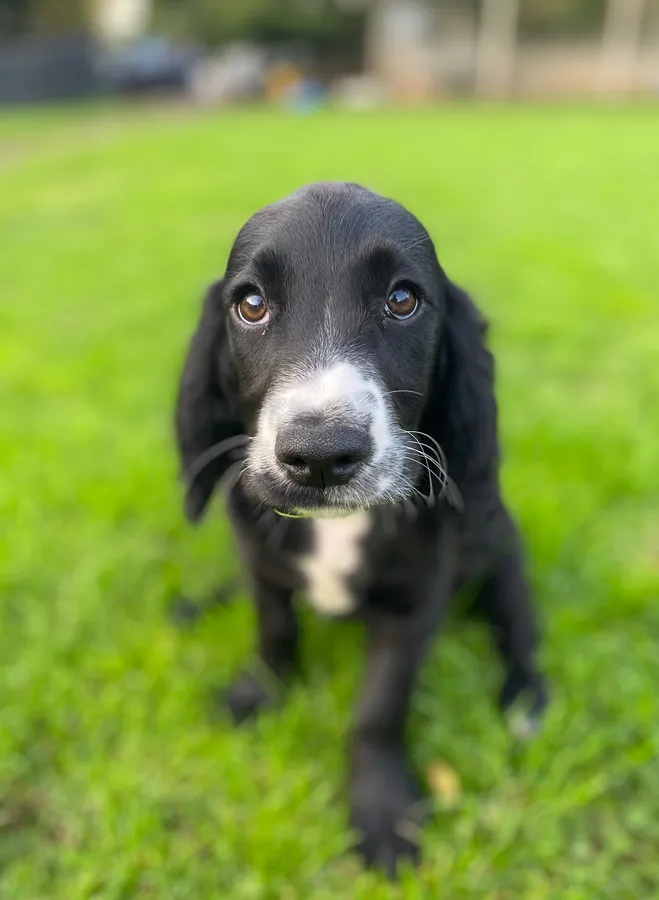 Gorgeous caring-part trained cocker spaniel bitch