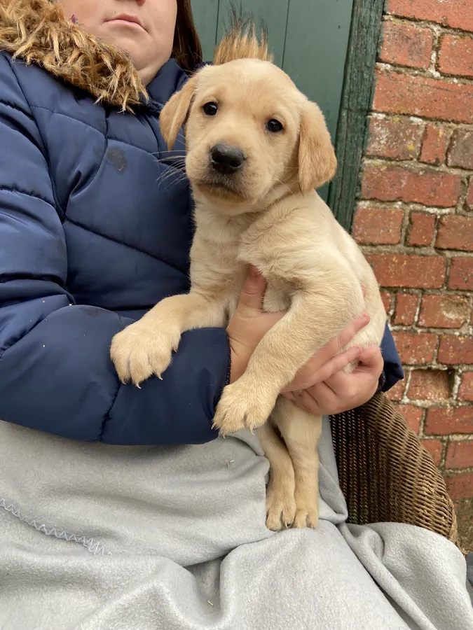 Labrador puppies for sale