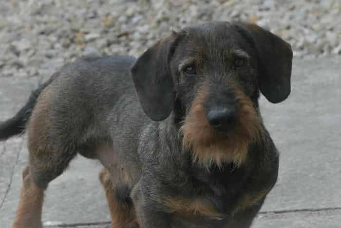 Imported Champion Teckel Stud