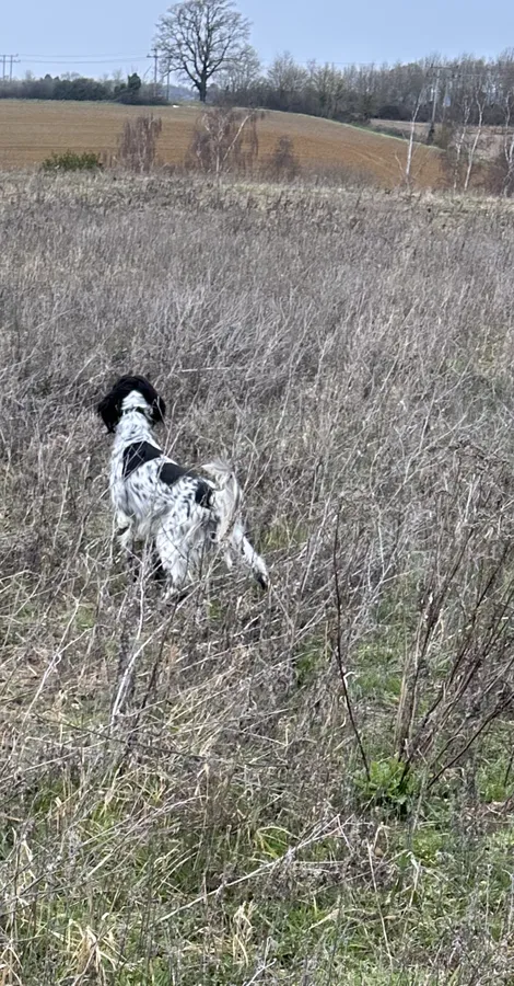 English Setter