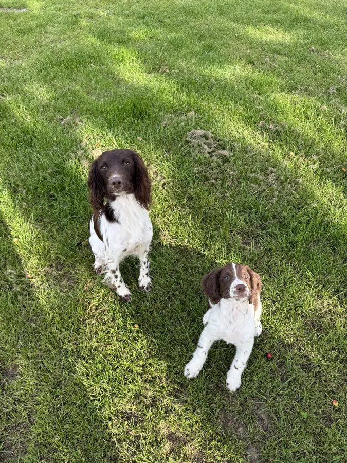 7 Month Old Springer