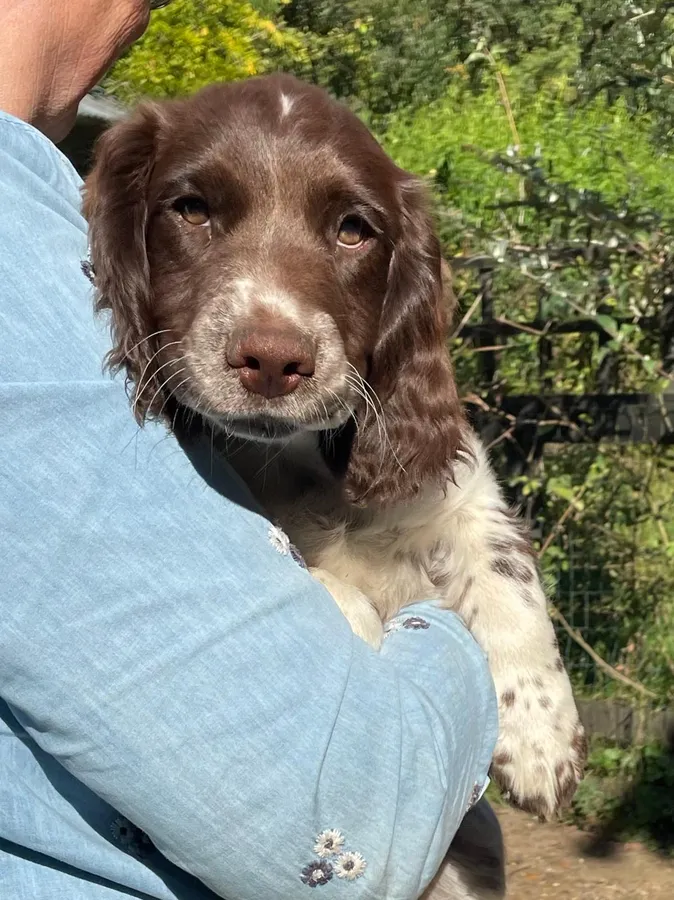 Fabulous Springer Puppies