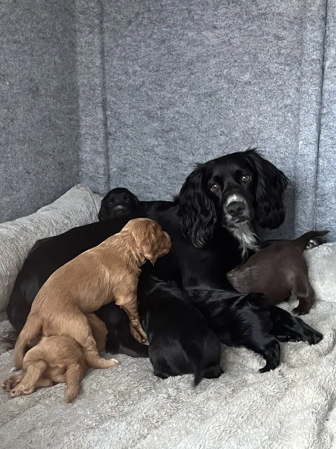 Well bred KC registered working cocker spaniel puppies