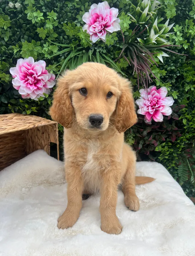 Working Golden retriever Puppies