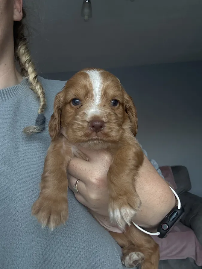 Beautiful kc cocker pup