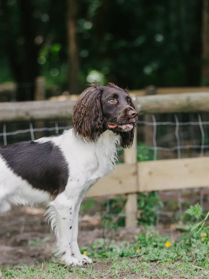 Fully Health Tested-Working Dog at Stud