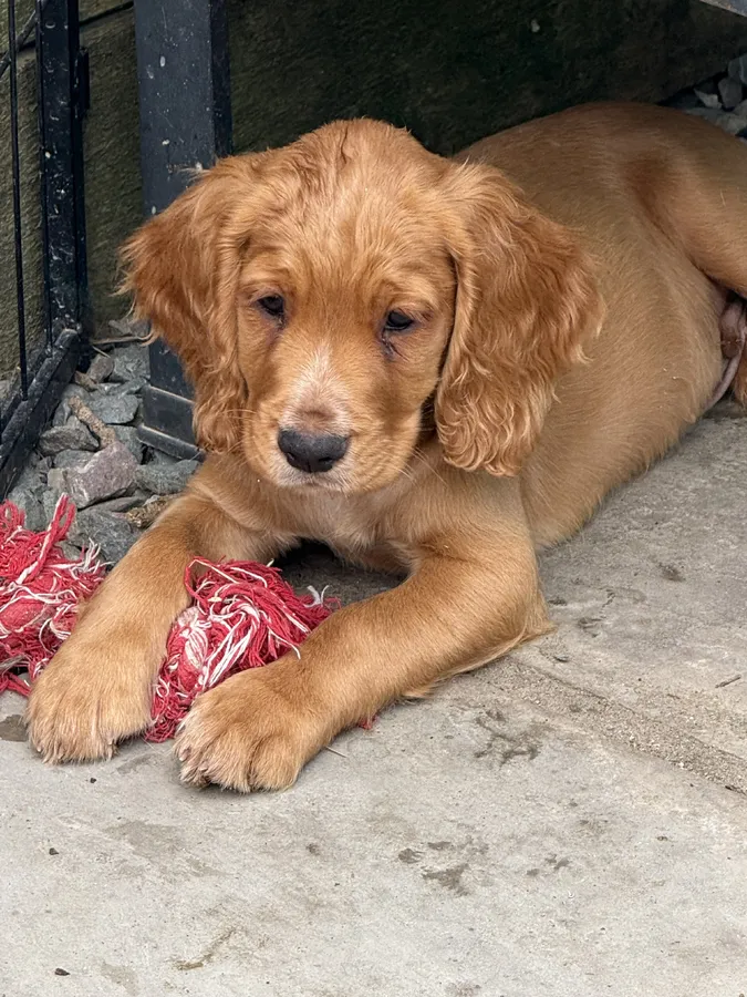Working KC registered cocker spaniel pups