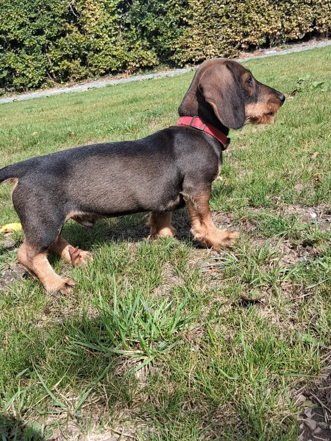 KC reg working teckle puppies