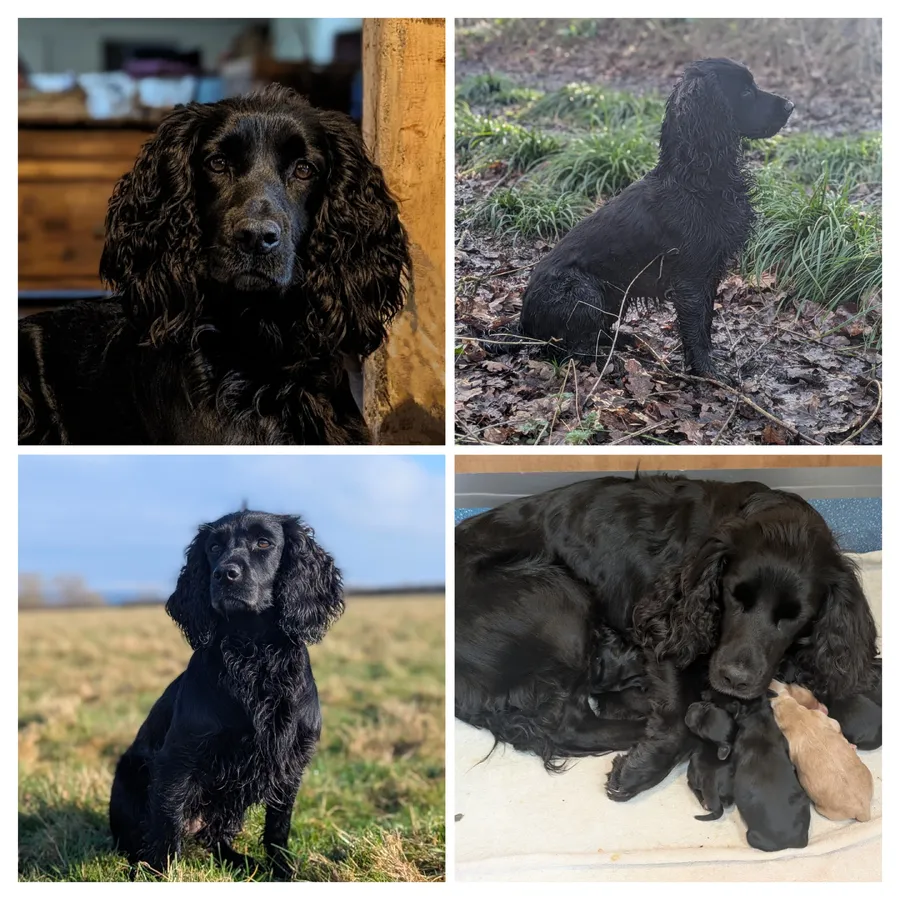 KC registered working cocker spaniel puppies