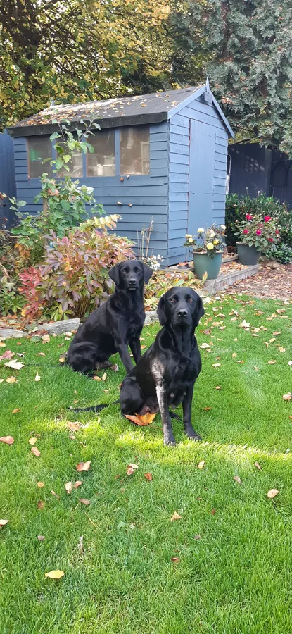Working Labrador puppies