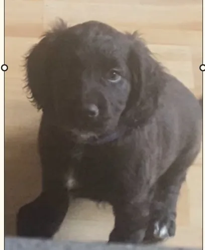 Outstanding Cocker Spaniel Puppies