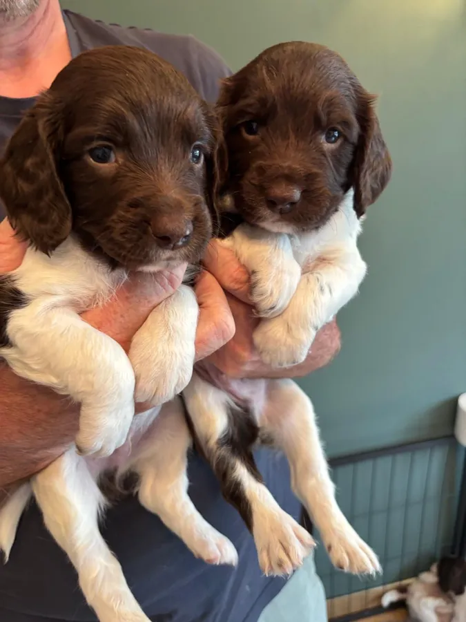 Springer Spaniel Puppies