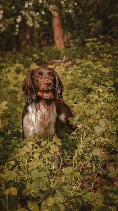 Pippenmoor Full Throttle