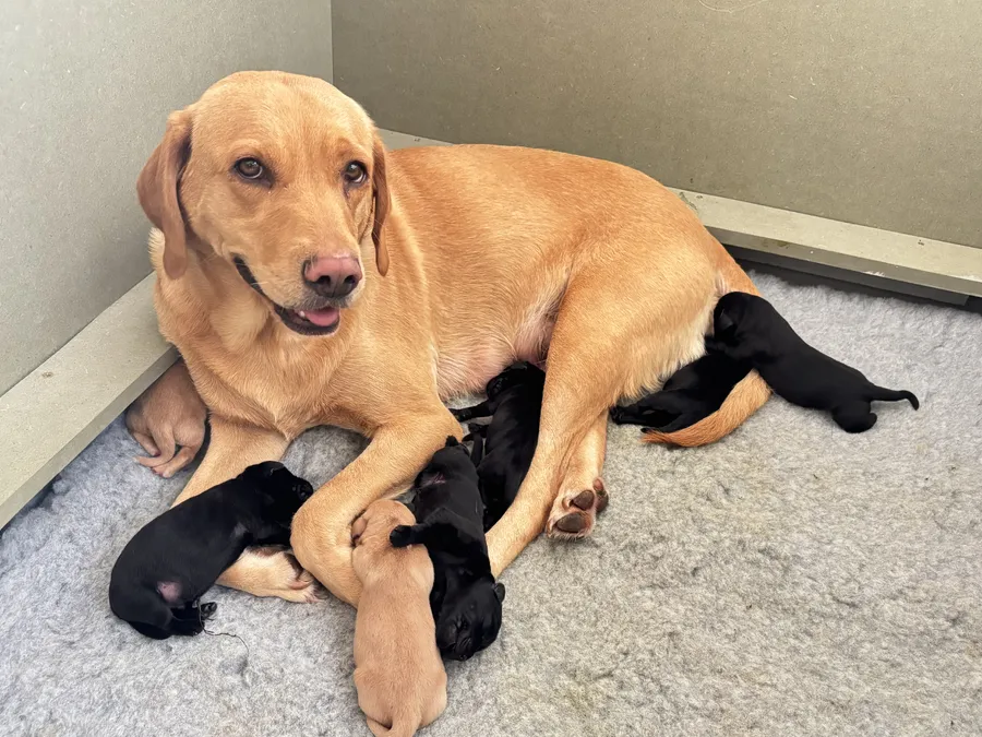Gorgeous Black and Golden Labrador Puppies