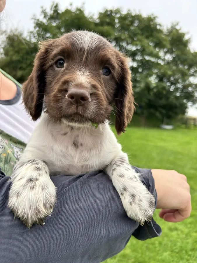 Puppy 3