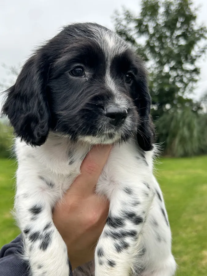 Puppy 5