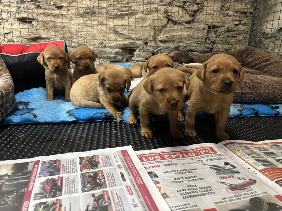 Kc Reg Health tested Fox red Labradors
