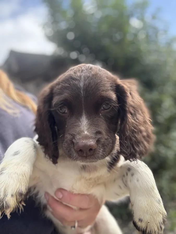 Ready now Springer spaniel boy pups available