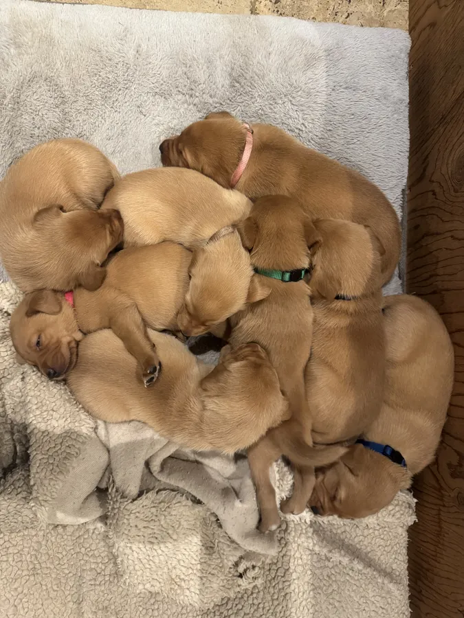 Fox red Labrador puppys