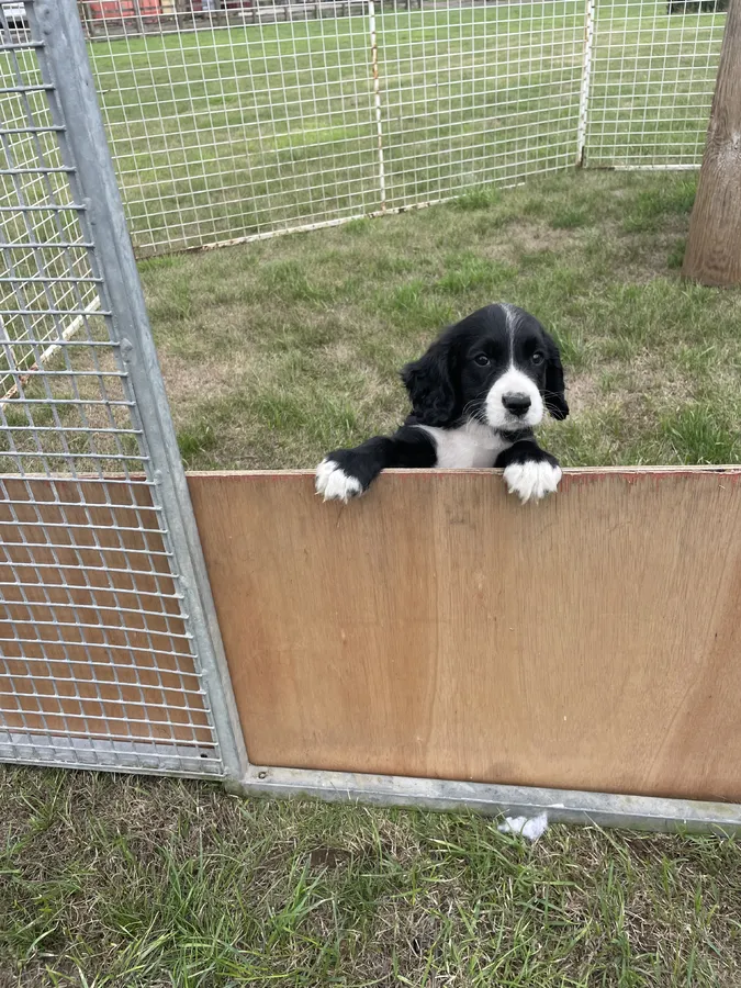 Cocker spaniel bitch pup