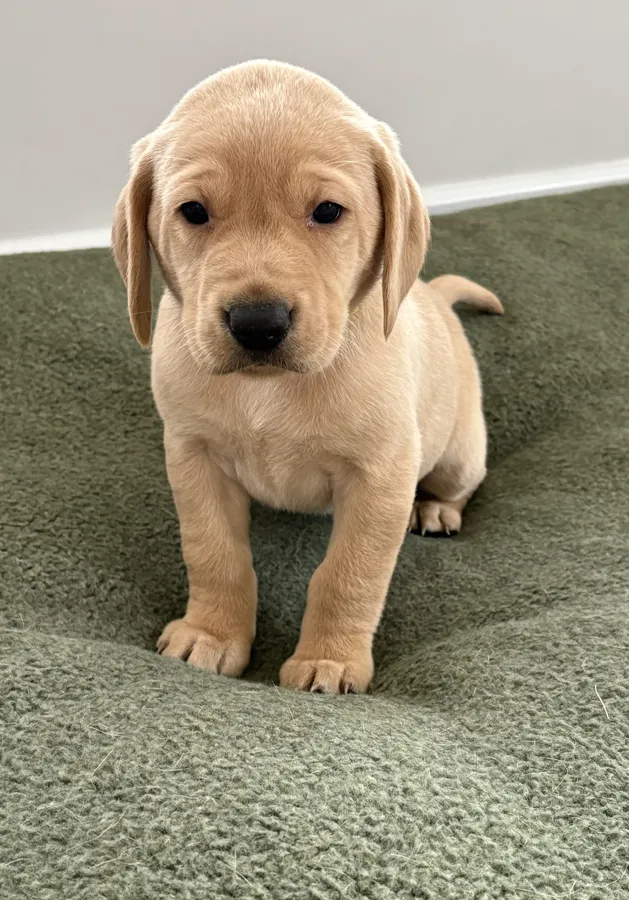 Labrador puppies