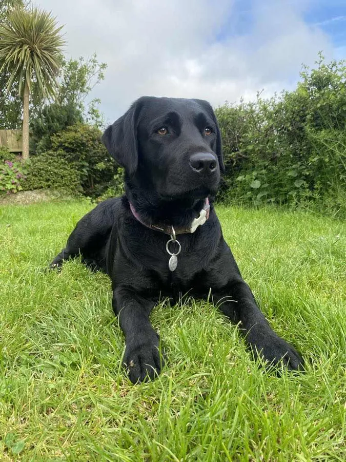 Drakeshead Labradors FTCH