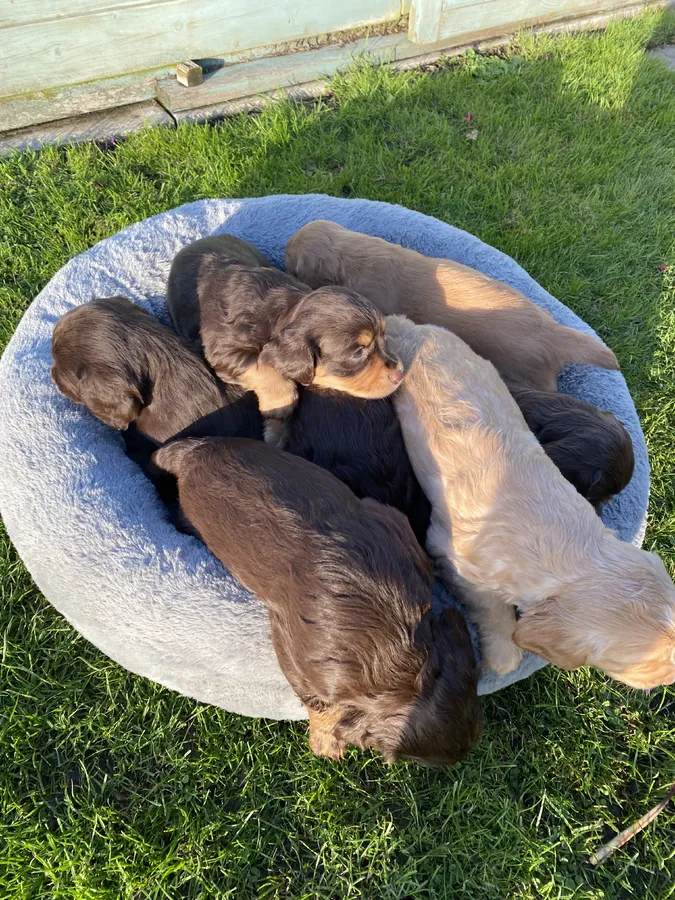 Sprocker Dog Puppies