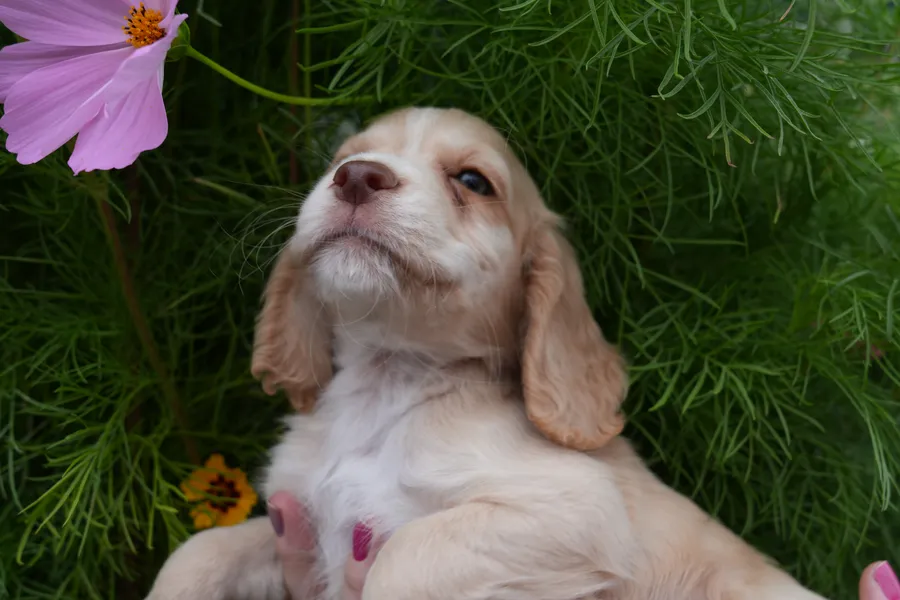 READY TO GO 3 KC working cocker spaniel puppies