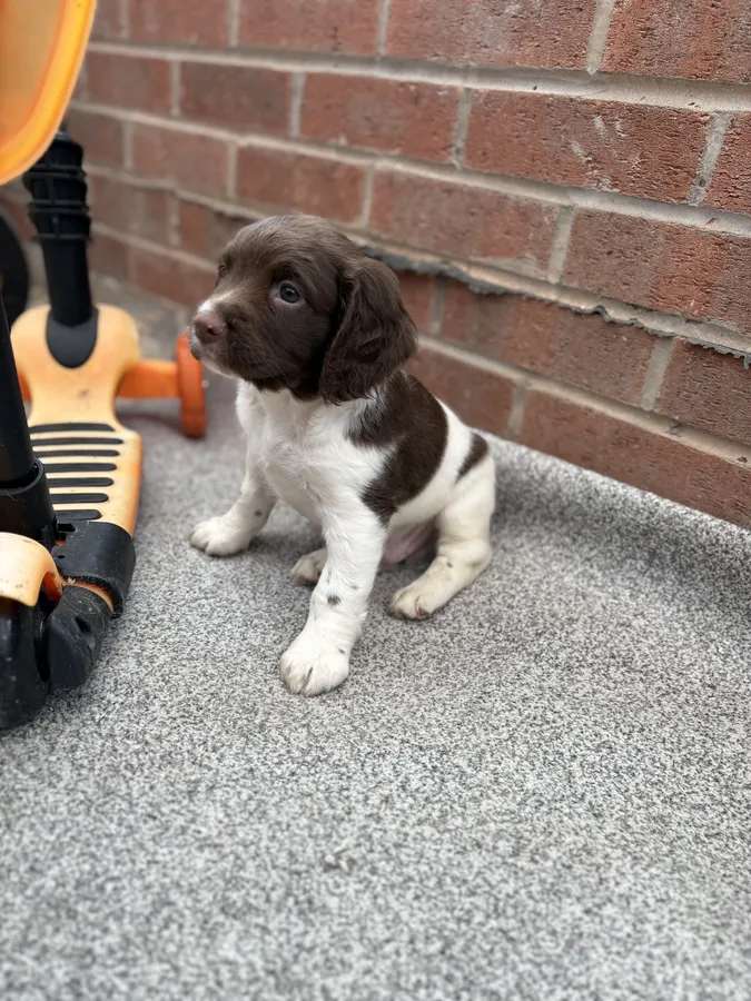 English Springer spaniel working puppies