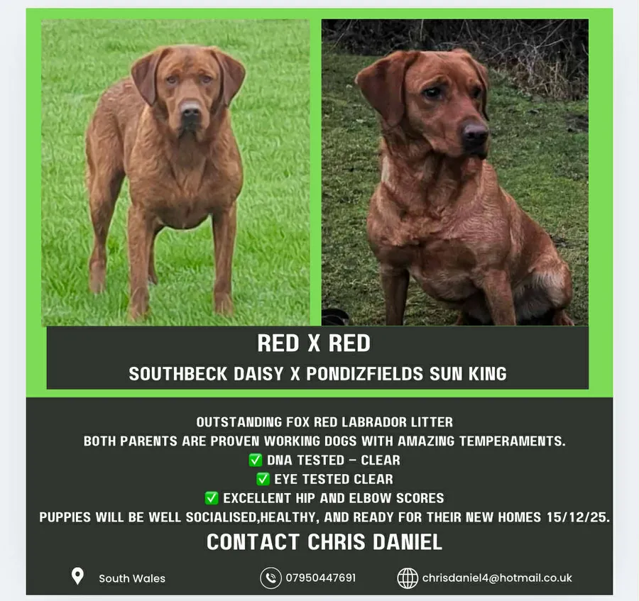 Fox red Labrador puppies