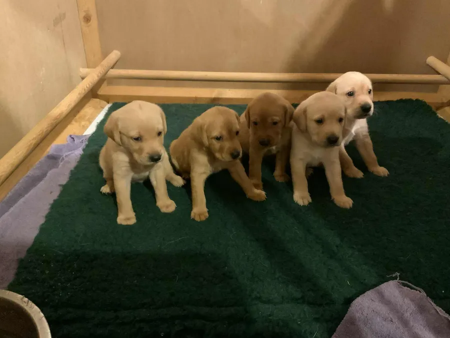 Puppies