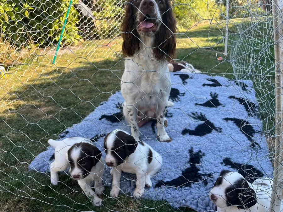 Top Quality Working Springer Spaniel Puppies