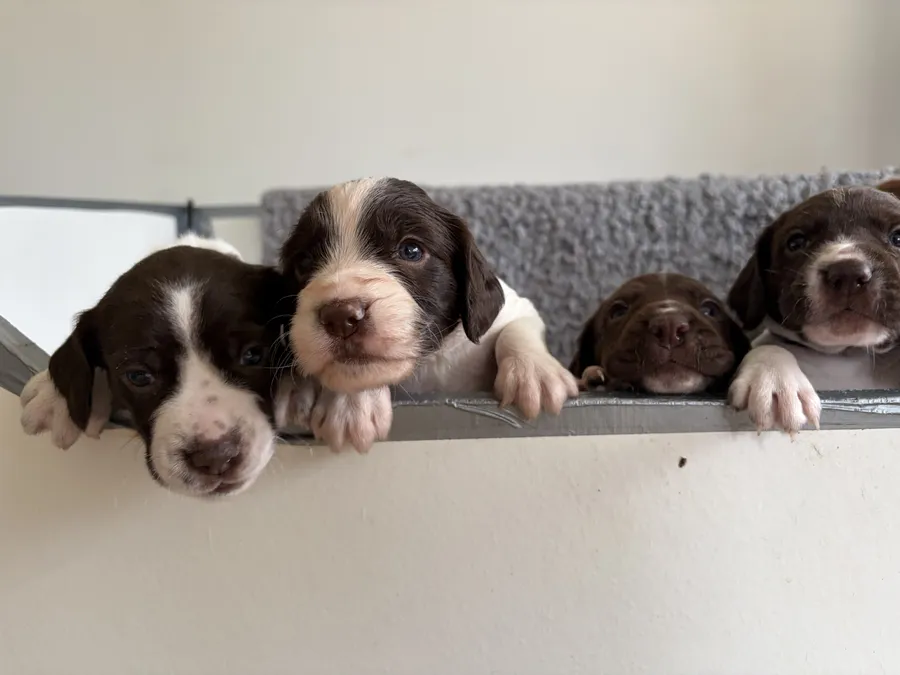 Springer x GWP Pups Sire from Balmoral Estate