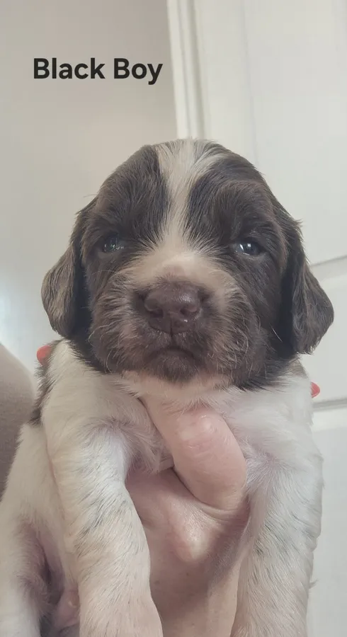 English Liver and White Springer Spaniel Pups for sale