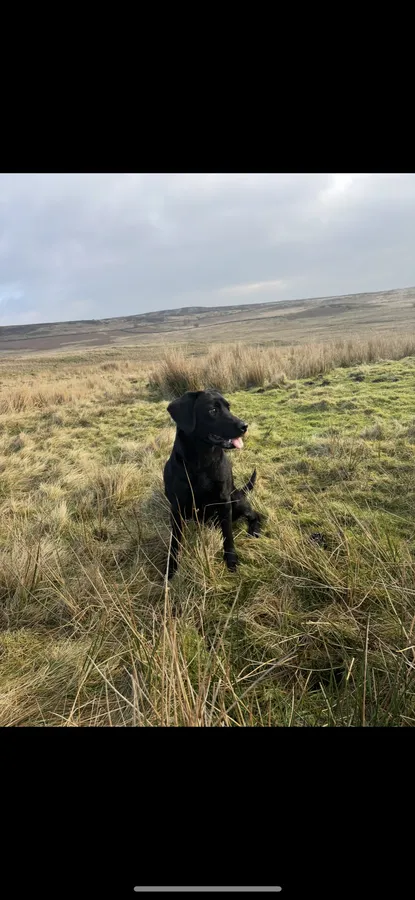 Labrador bitch for sale