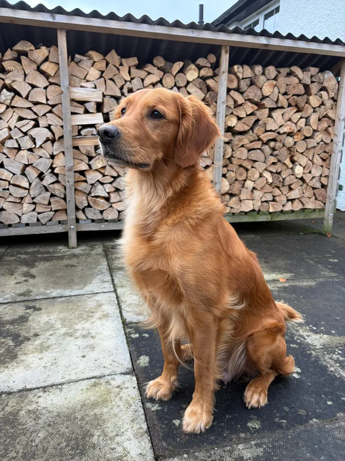 Dark Golden Retriever Puppy