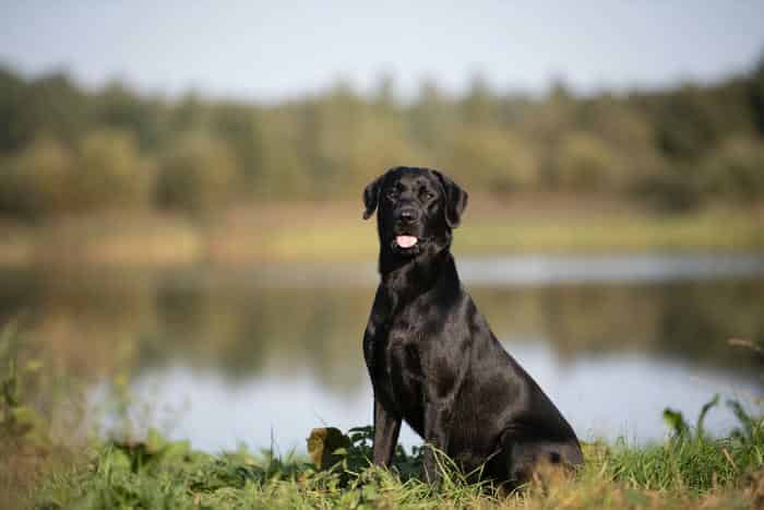 Fully Health Tested Proven Black Labrador Stud