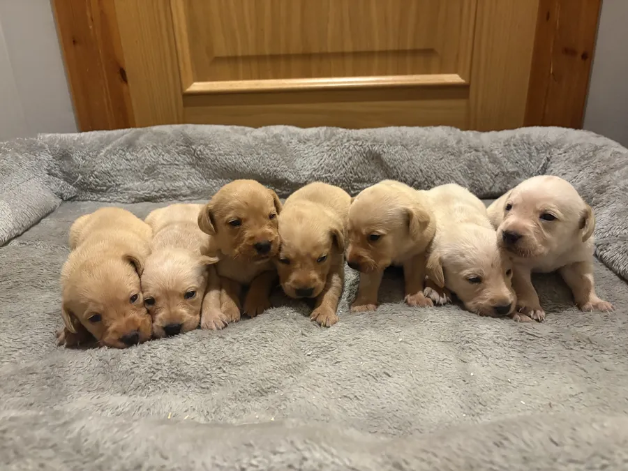 KC Golden Labrador Puppies