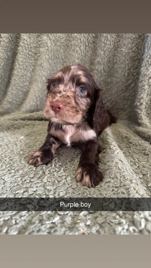 Working cocker puppies