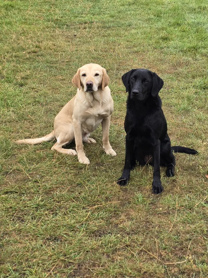 Black lab bitch 15 months