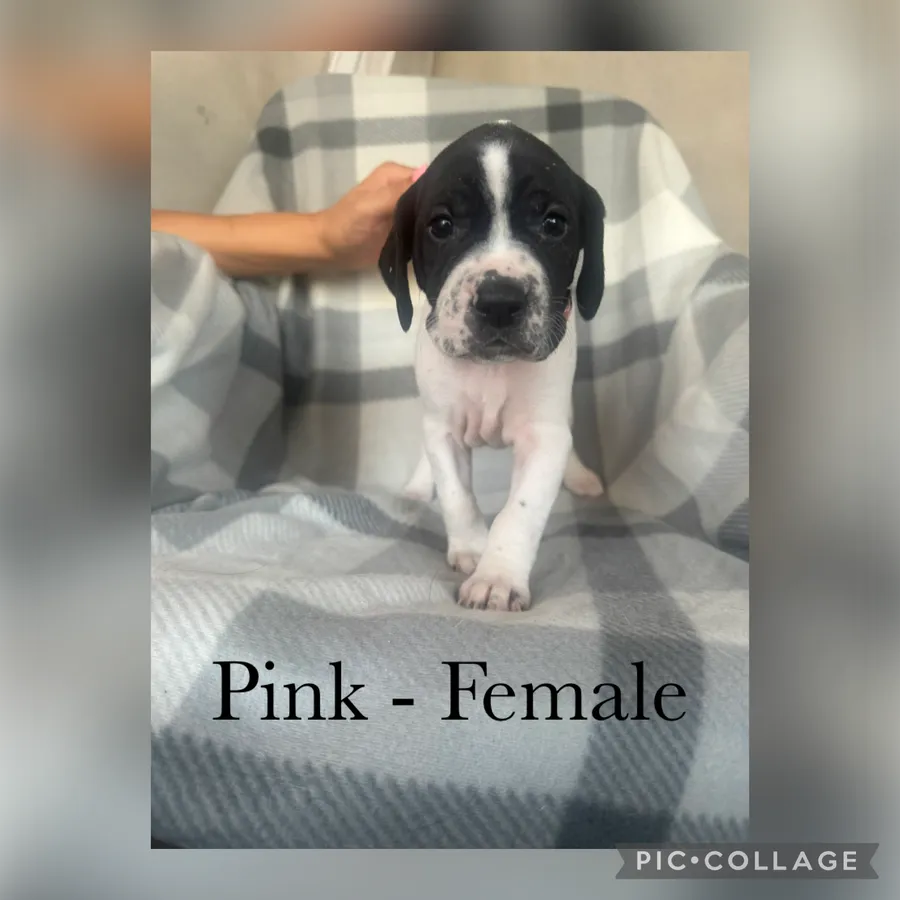 English Pointer puppies