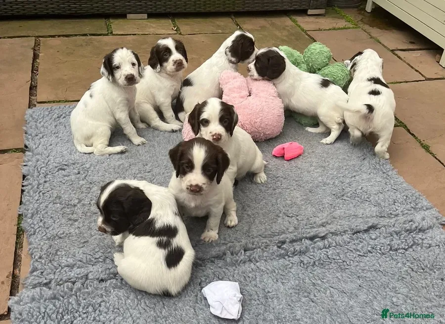 Oustanding DNA KC Working Springer Spaniel Pups
