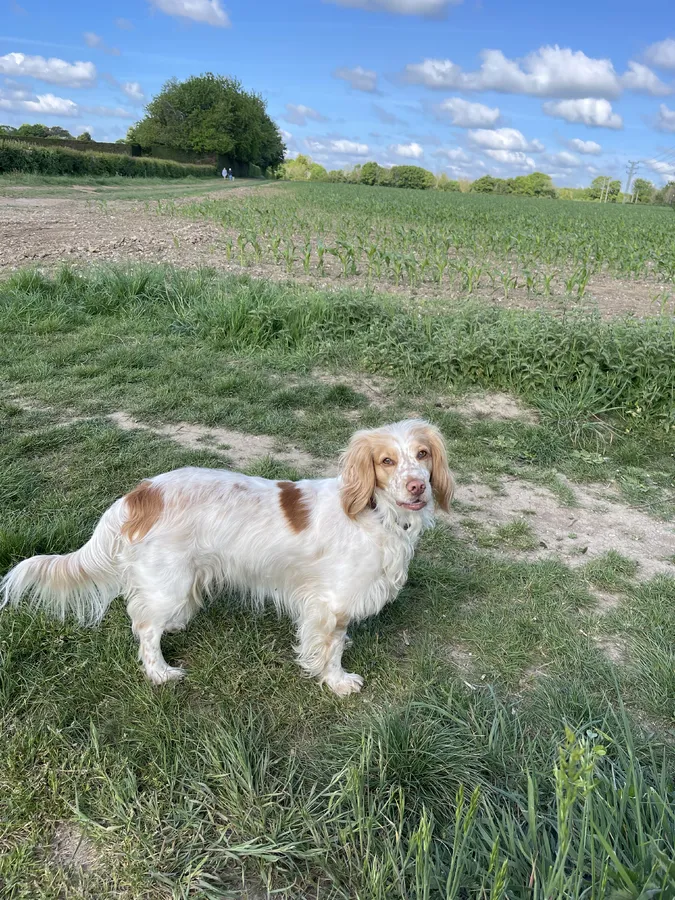 Springer Female Lemon Roan 3 years old
