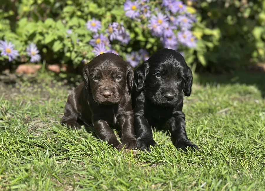 Beautiful Family Reared Working Cocker Spaniel Puppies ready 12th October