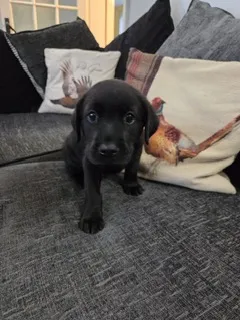 Black Labrador Puppy
