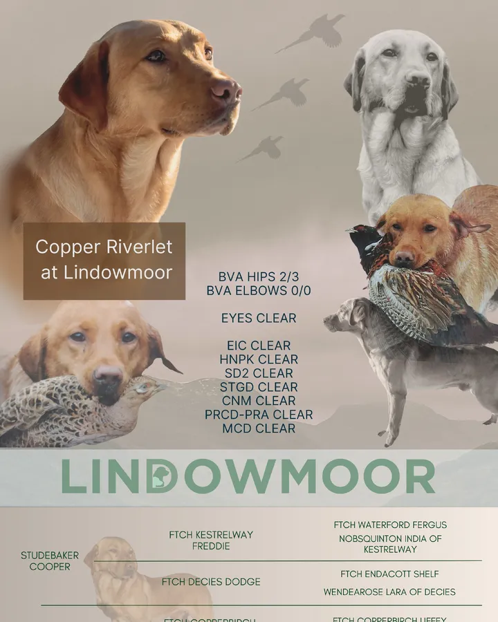 Trained Labrador male