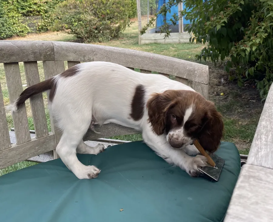 Springer Spaniel Puppies for Sale