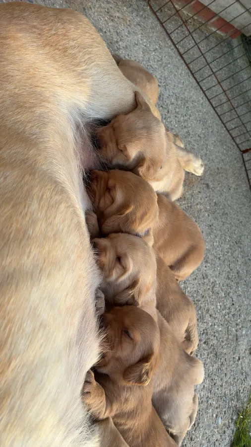 KC Registered Labrador Puppies