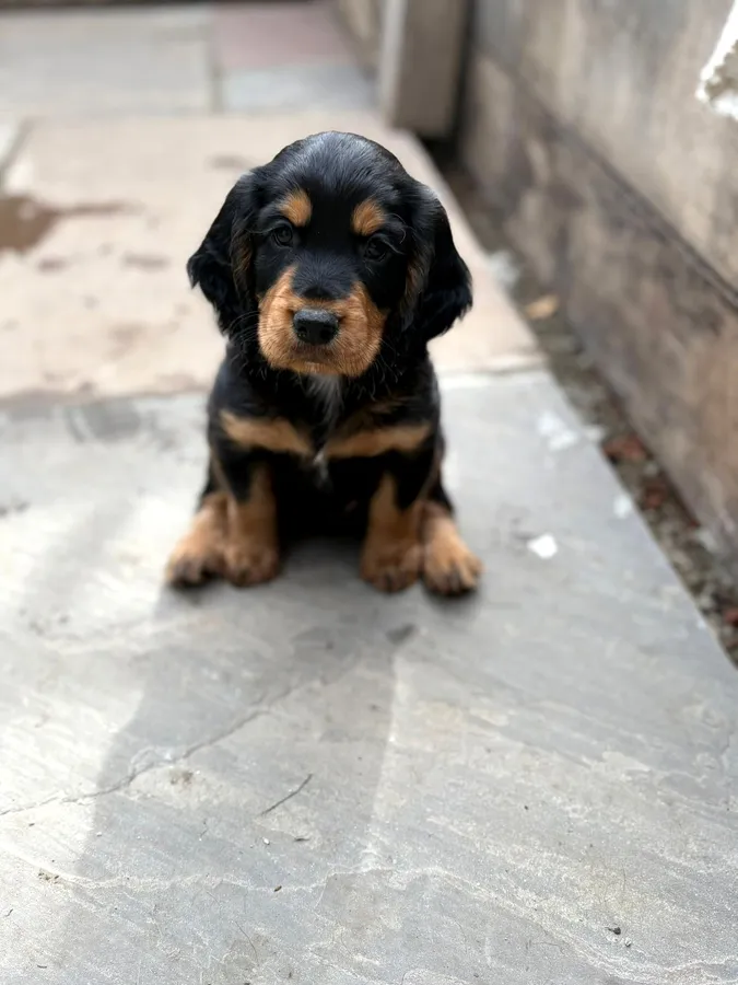 KC registered working cocker spaniel pups